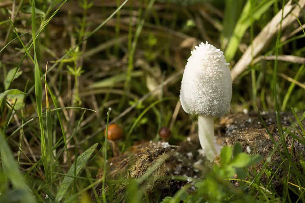 Snowy Inkcap (Coprinopsis nivea) mushroom emerging from horse manure in long, green grass