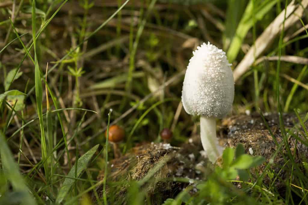 hallucinogenic mushrooms cow manure