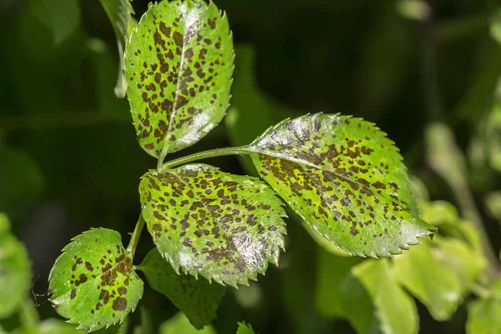 Pests, plants diseases. Leaf spots close-up. Majority of leaf spots are caused by fungi, such as Bipolaris, Colletotrichum, Helminthosporium, Pestalotiopsis, Stigmina.