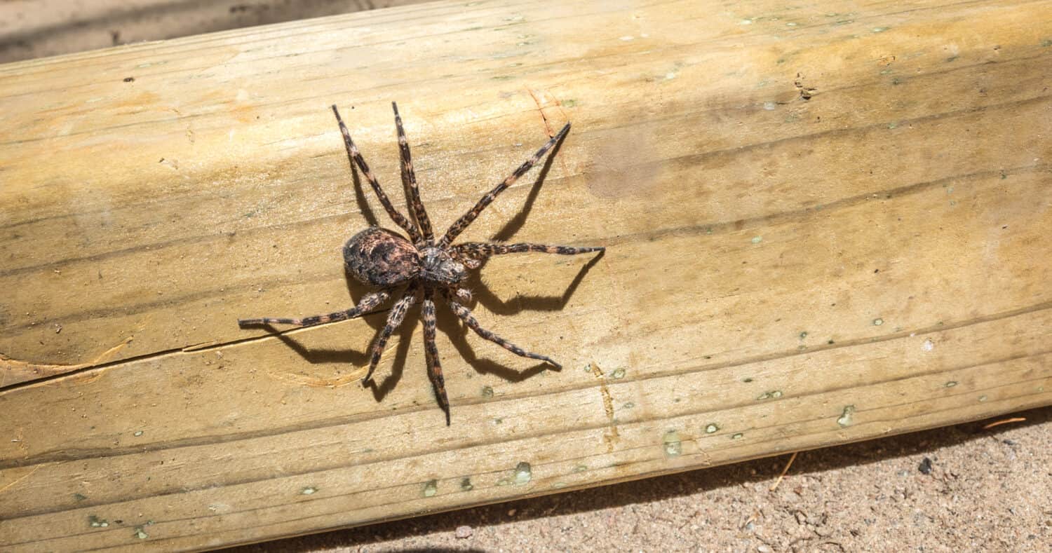 Canada's largest creepy looking spider, the Dock spider of the Pisauridae family, (Dolomedes sp), crawling a piece of 4x4 lumber in the sun.