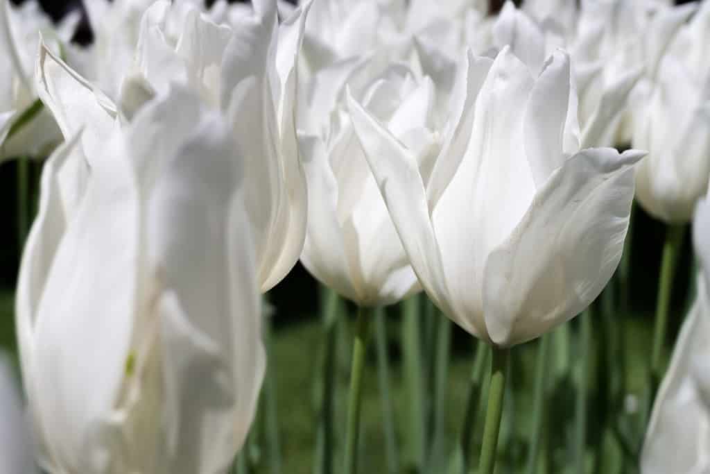 lily flowered tulip (variety White Triumphator)
