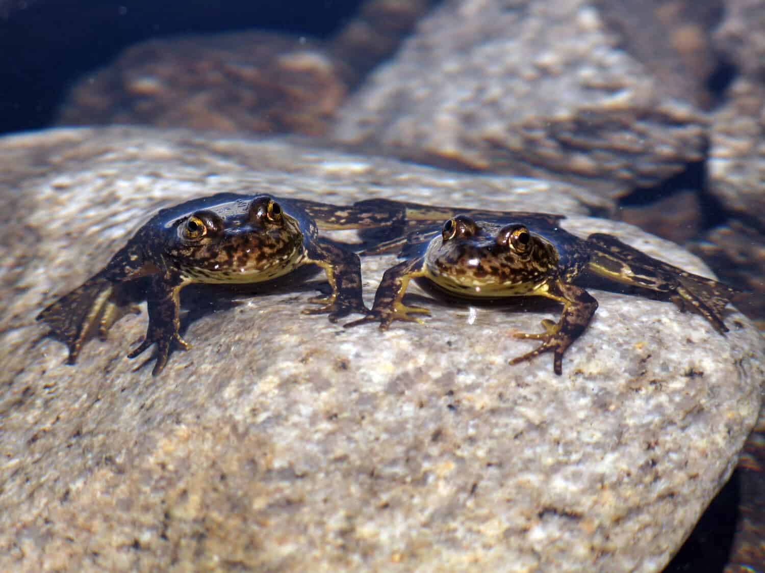 Endangered Mountain Yellow Legged Frogs