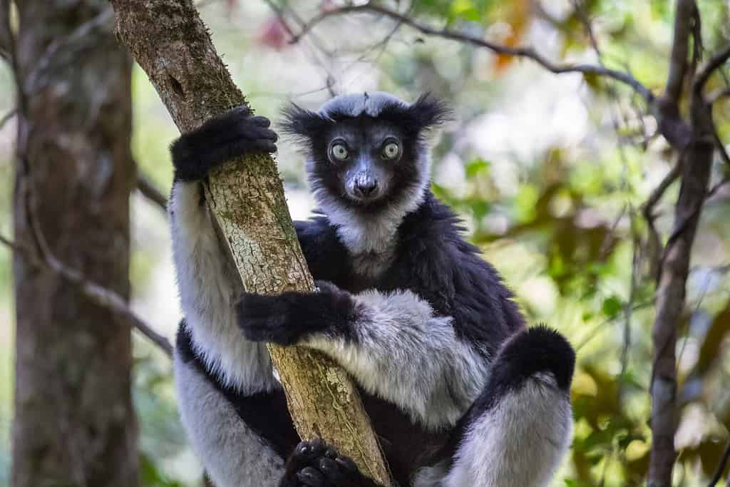 Endemic Indri lemur in natural habitat. Madagascar