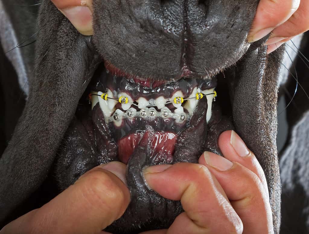 Dog's tooth with bracket system. Professional veterinary dental and orthodontic.