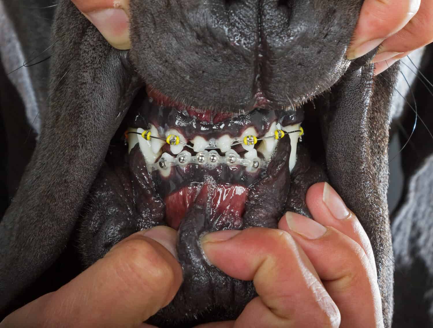 Can Dogs Get Braces? Price and Treatment AZ Animals