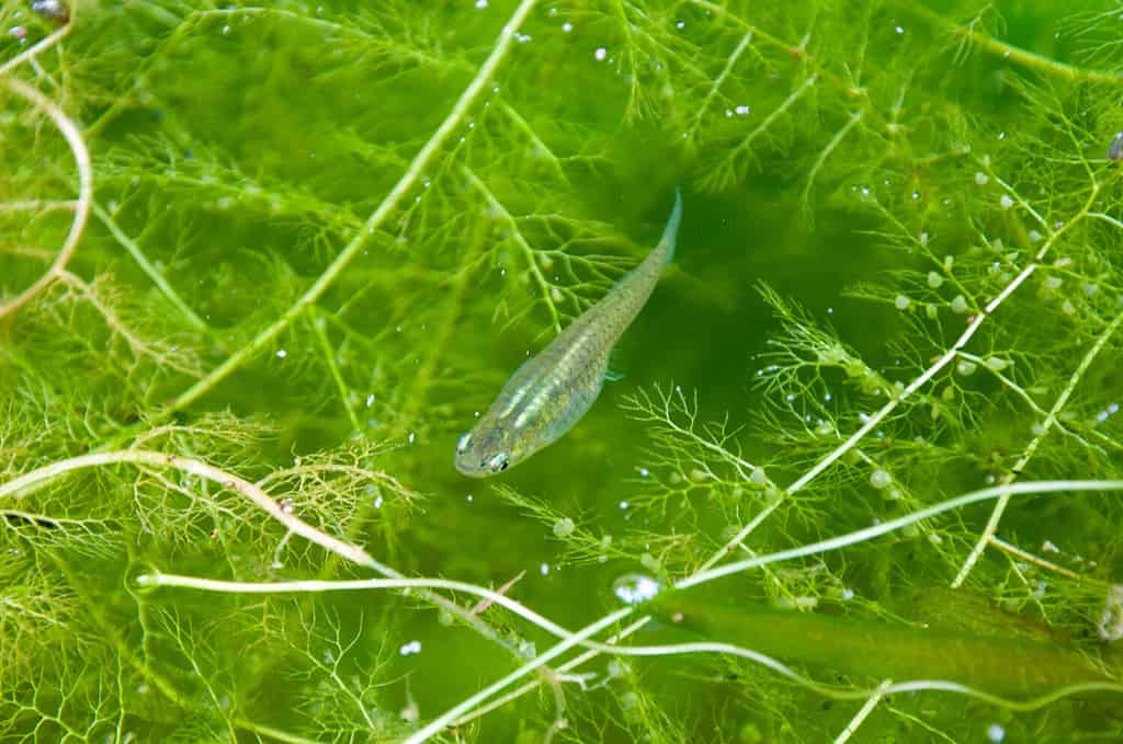 western mosquitofish (gambusia affinis) in a pond with algae