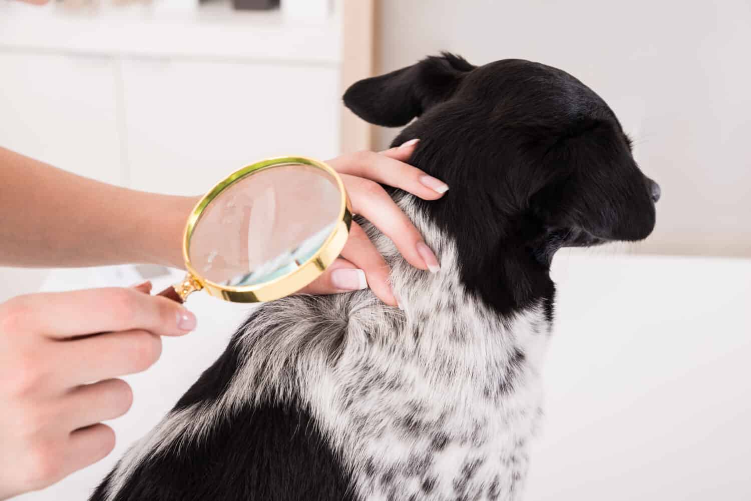 Close-up Of A Vet Examining Dog's Hair With Magnifying Glass