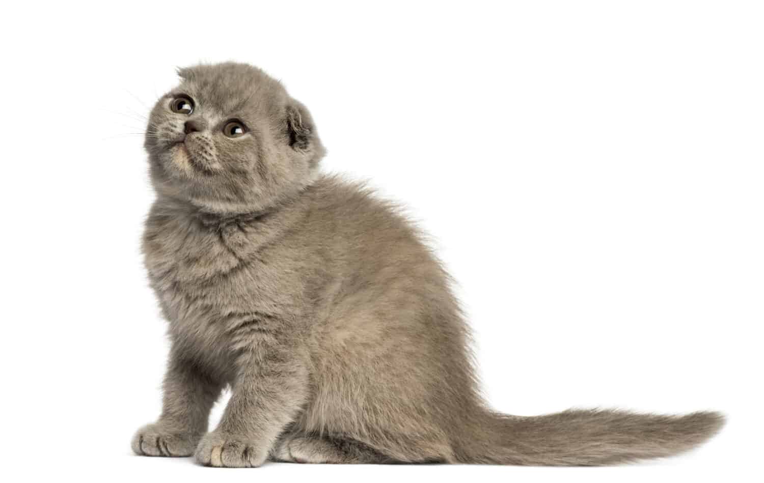 Side view of a young Foldex kitten looking up isolated on white 