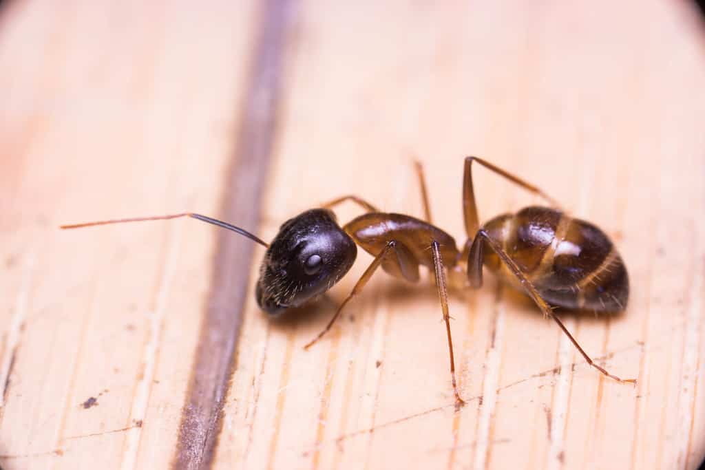 Banded Sugar Ant (Camponotus consobrinus) crawling and wondering on the floor
