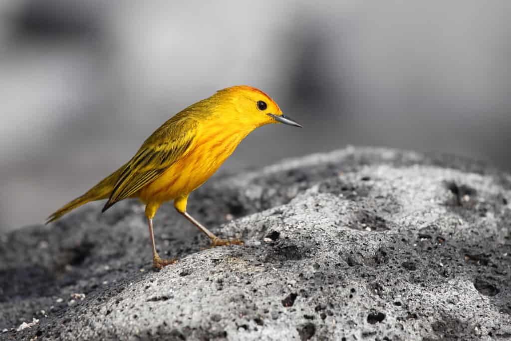 An American Yellow Warbler, a kind of small songbird, standing on grey volcanic rock on the Galapagos Archipelago, Ecuador.