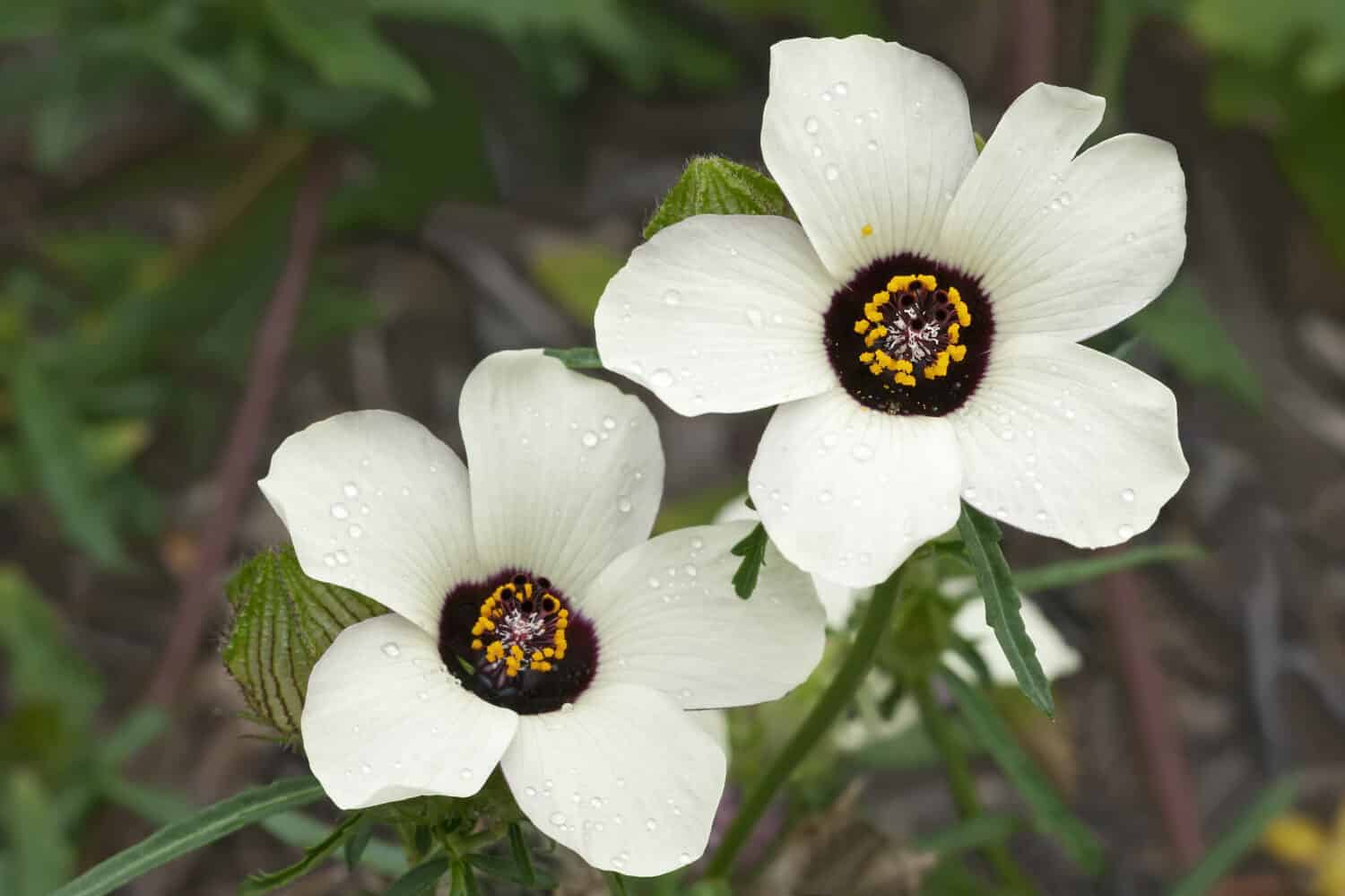 Flower-of-an-hour (Hibiscus trionum). Called Bladder hibiscus, Bladder ketmia, Bladder weed, Modesty, Puarangi, Shoogly and Venice mallow also