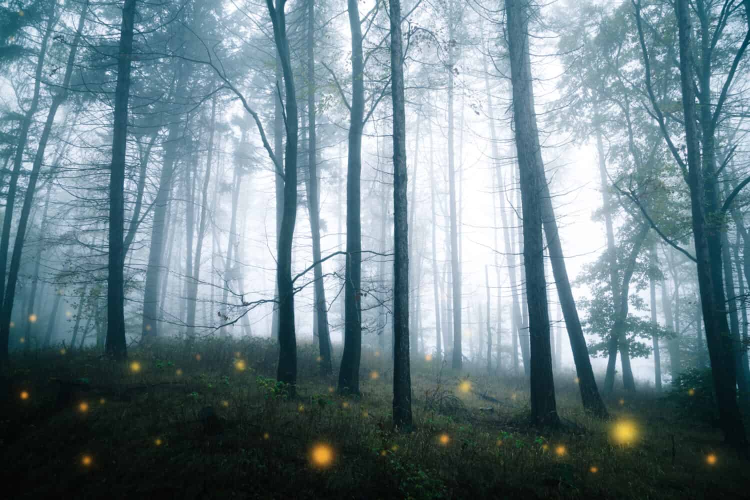 Mystical dark forest with glowing sparks on the forest floor