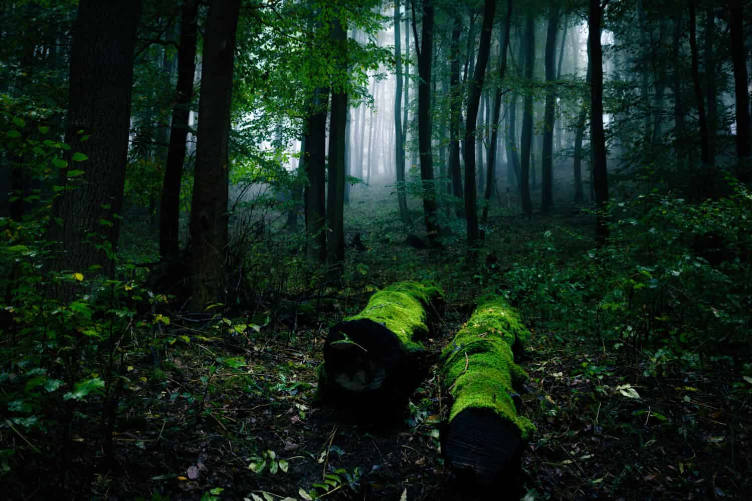 Two old tree trunks lying on the forest floor in fog