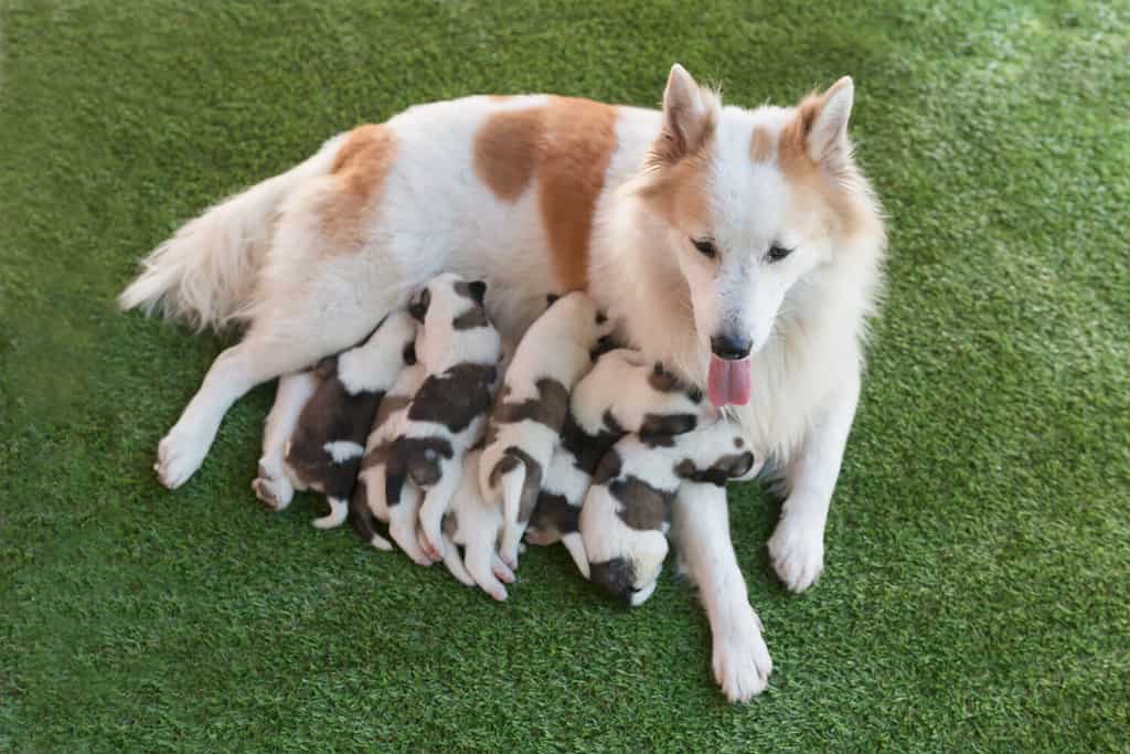 Newborn puppies drinking milk from their mother dog on green grass.