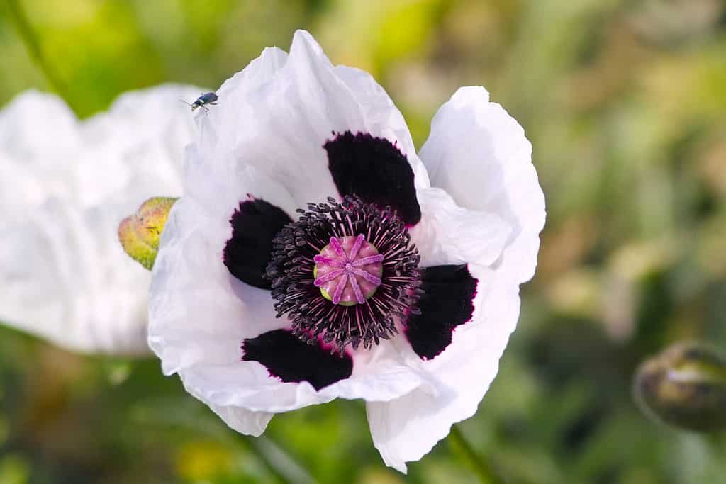 White flowers of Oriental Poppy 'Royal Wedding' or 'Checkers' with black-purple center (Papaver orientale)