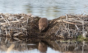 Watch a Beaver Dam Collapse and Instantly Drain the Massive Pond It Had Built photo
