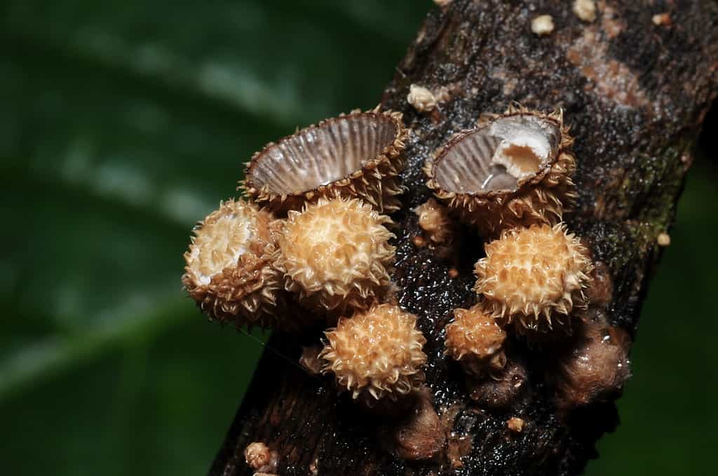 Wild mushrooms which commonly known as bird's nest fungi grow on wood in the tropical jungle (Selective focusing)