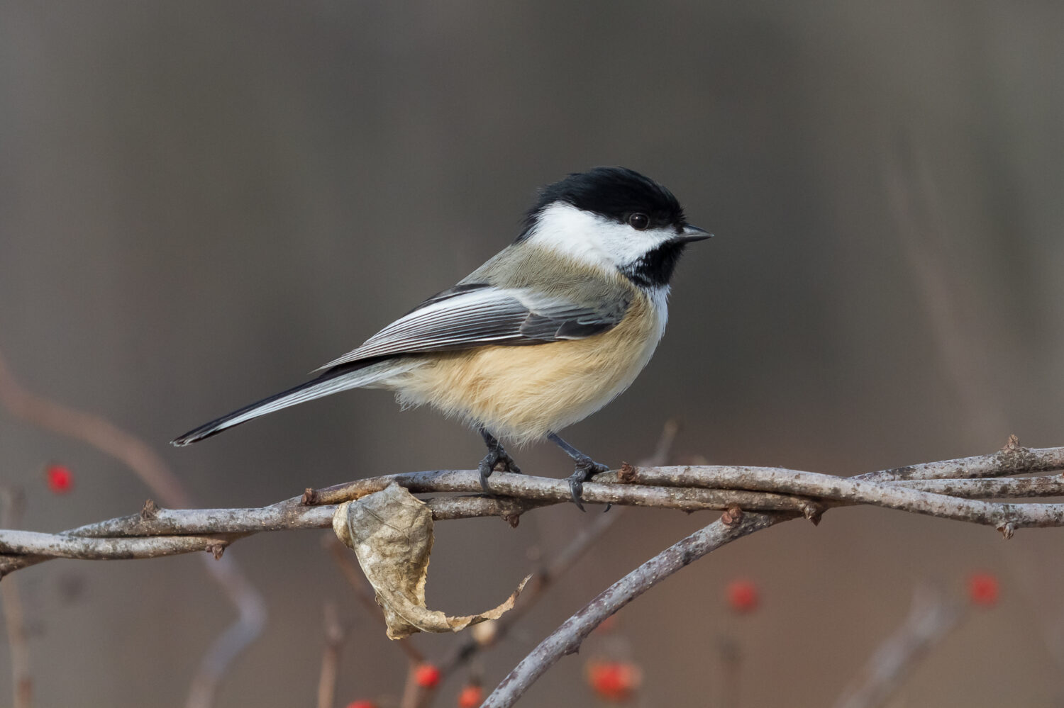 Black-capped Chickadee