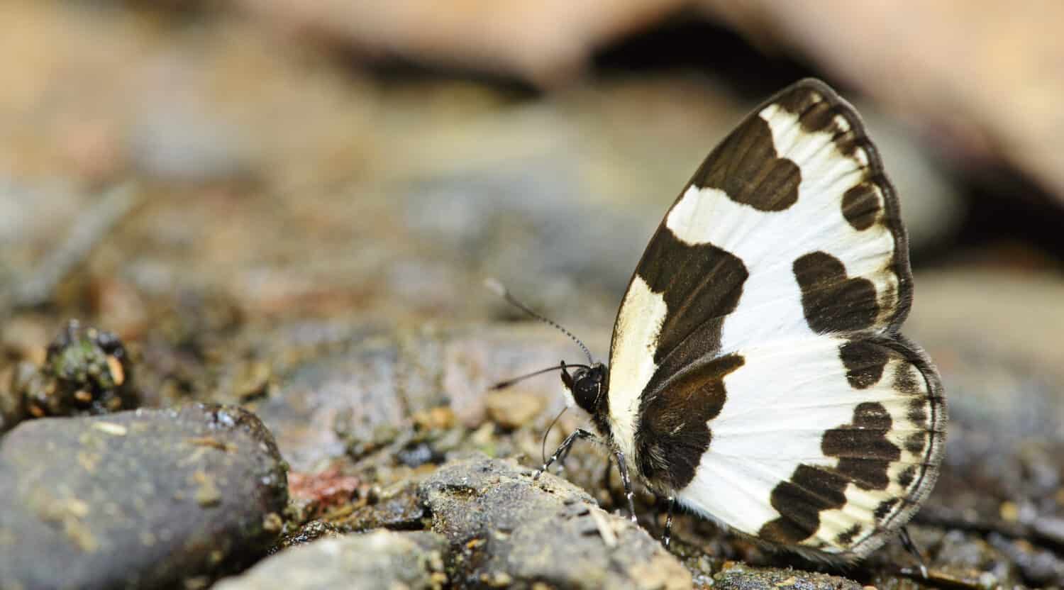 Butterfly, Butterflies feed on the rocks, Elbowed Pierrot ( Caleta elna )