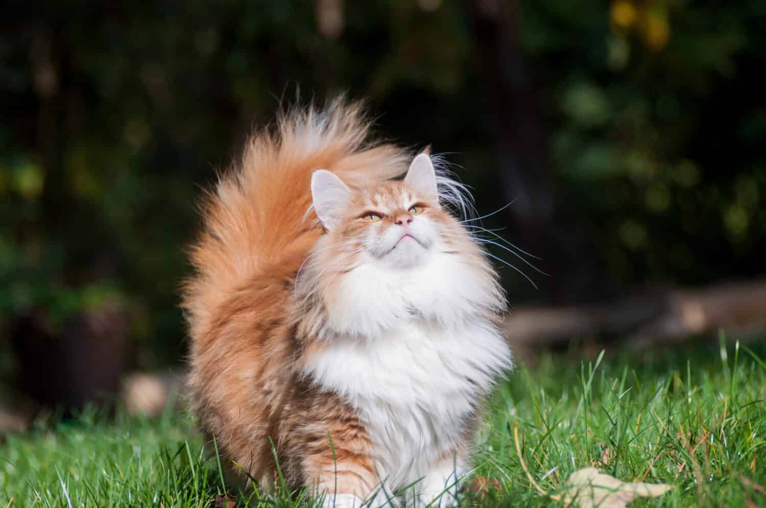 Red norwegian forest cat in the garden, outdoor