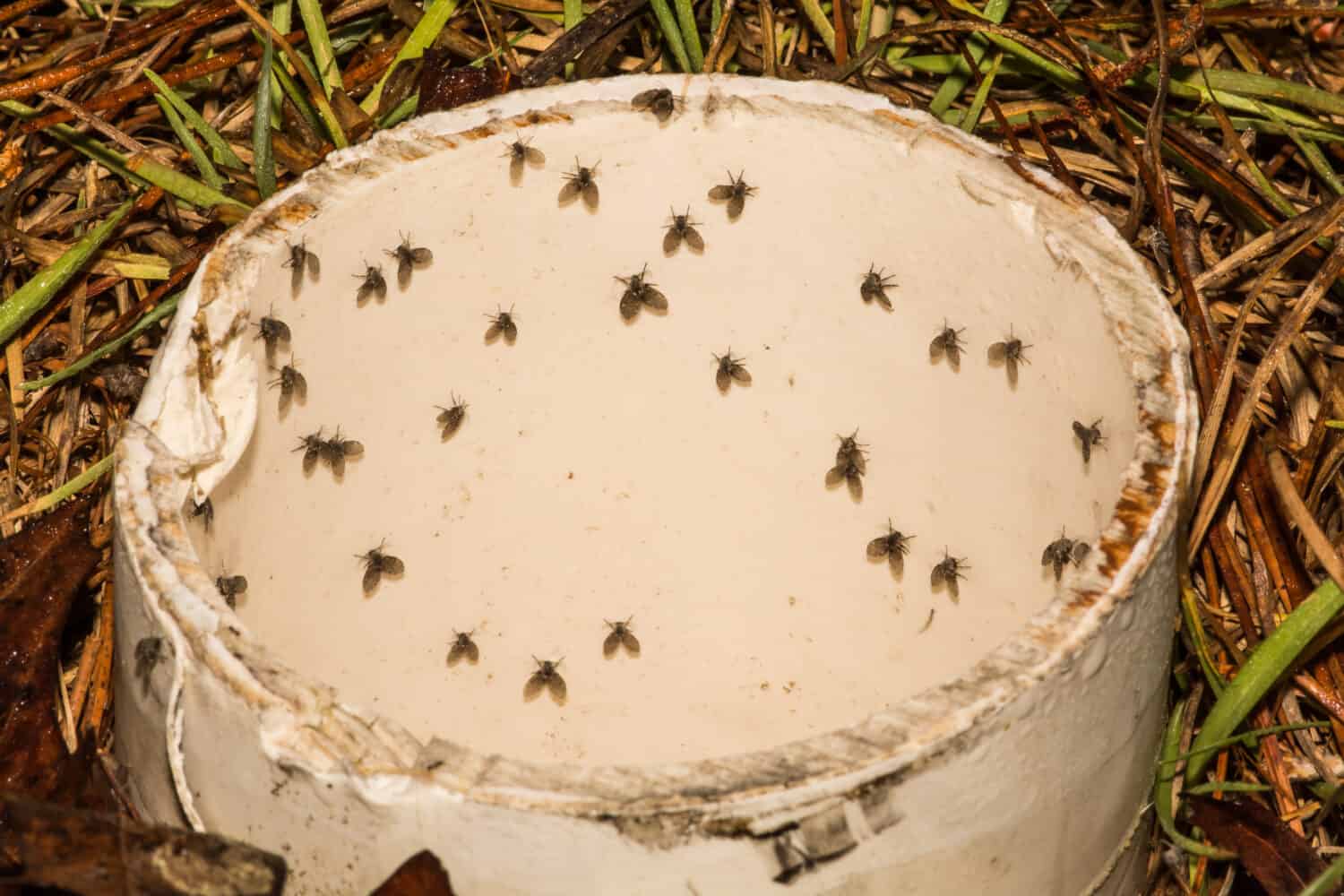 Moth Flies in a drain pipe