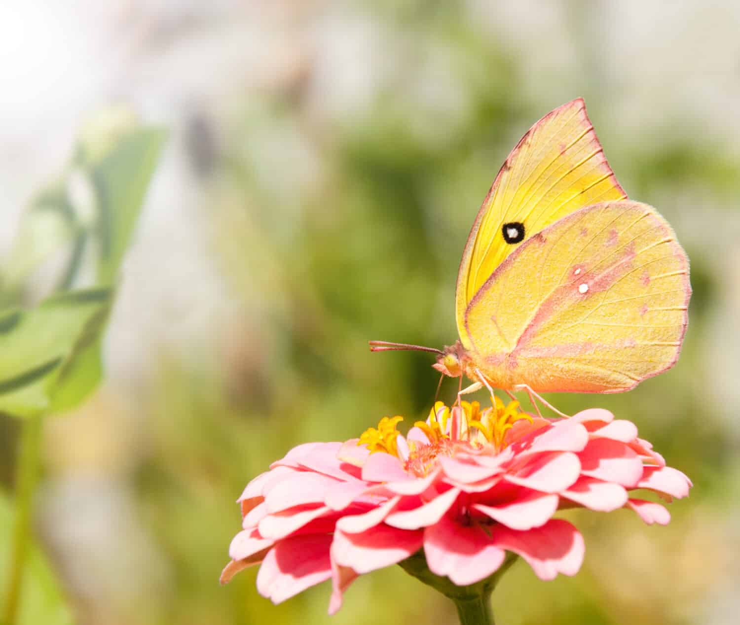 Beautiful Southern Dogface butterfly, Colias cesonia, feeding on a pink Zinnia flower
