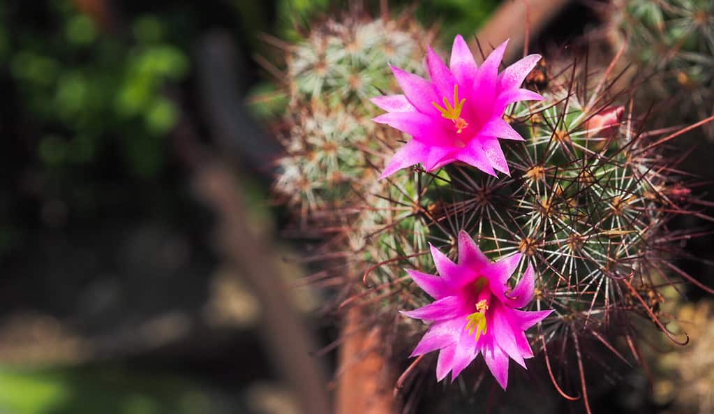 Twin blooming pink cactus flowers (Echinocereus coccineus)