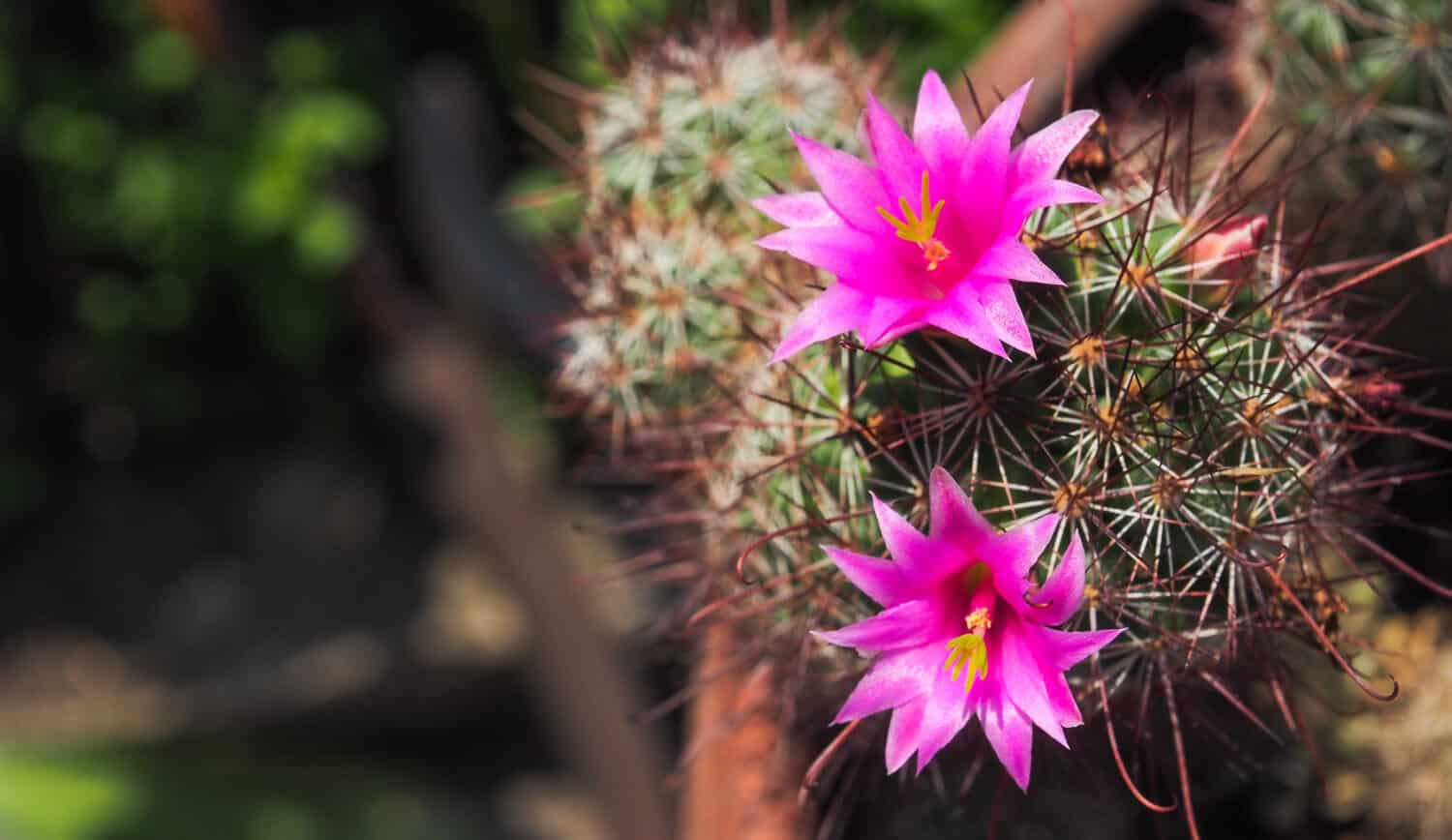 Twin blooming pink cactus flowers (Echinocereus coccineus)