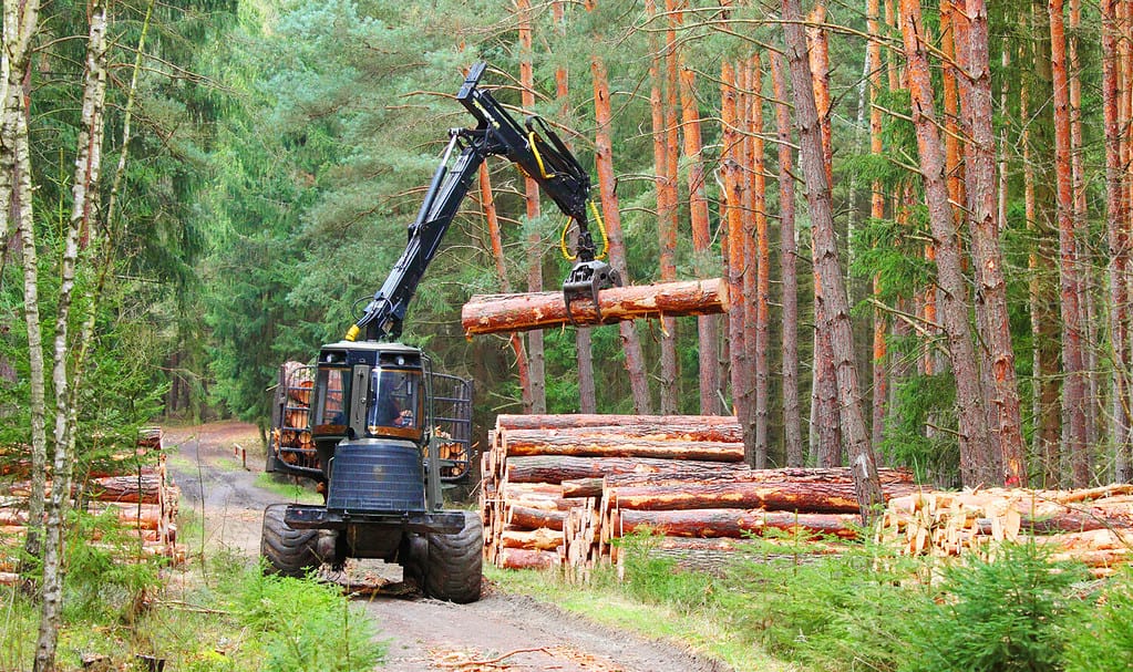 Lumberjack with modern harvester working in a forest. Wood as a source renewable energy.