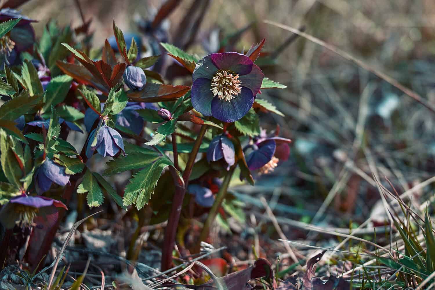 Helleborus hybridus flower