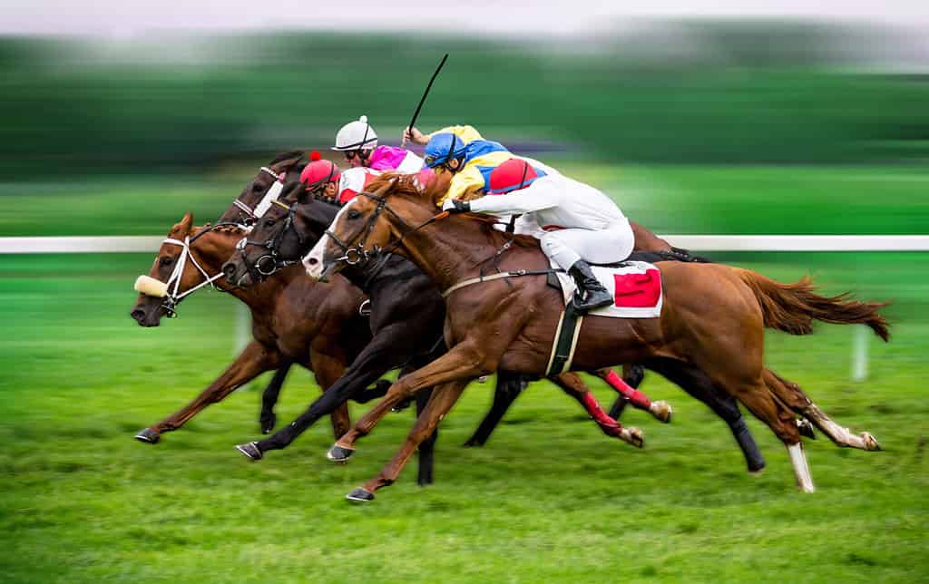 Race horses with jockeys on the home straight. Shaving effect.