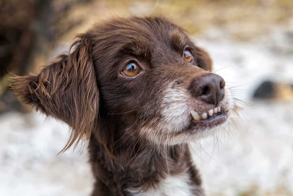 dog with overbite