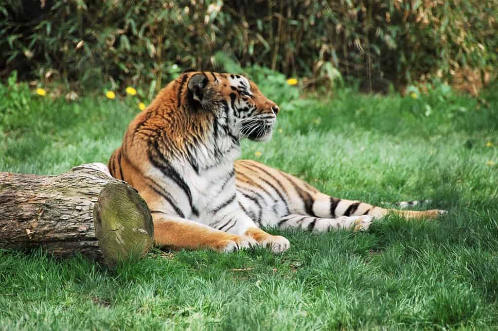 Tiger - Franklin Park Zoo