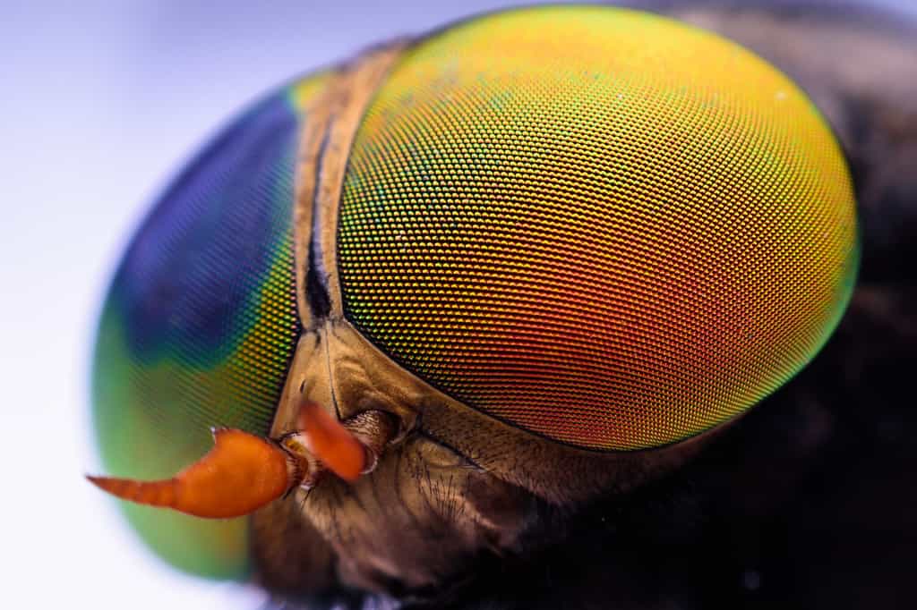 Macro sharp and detailed fly compound eye surface.