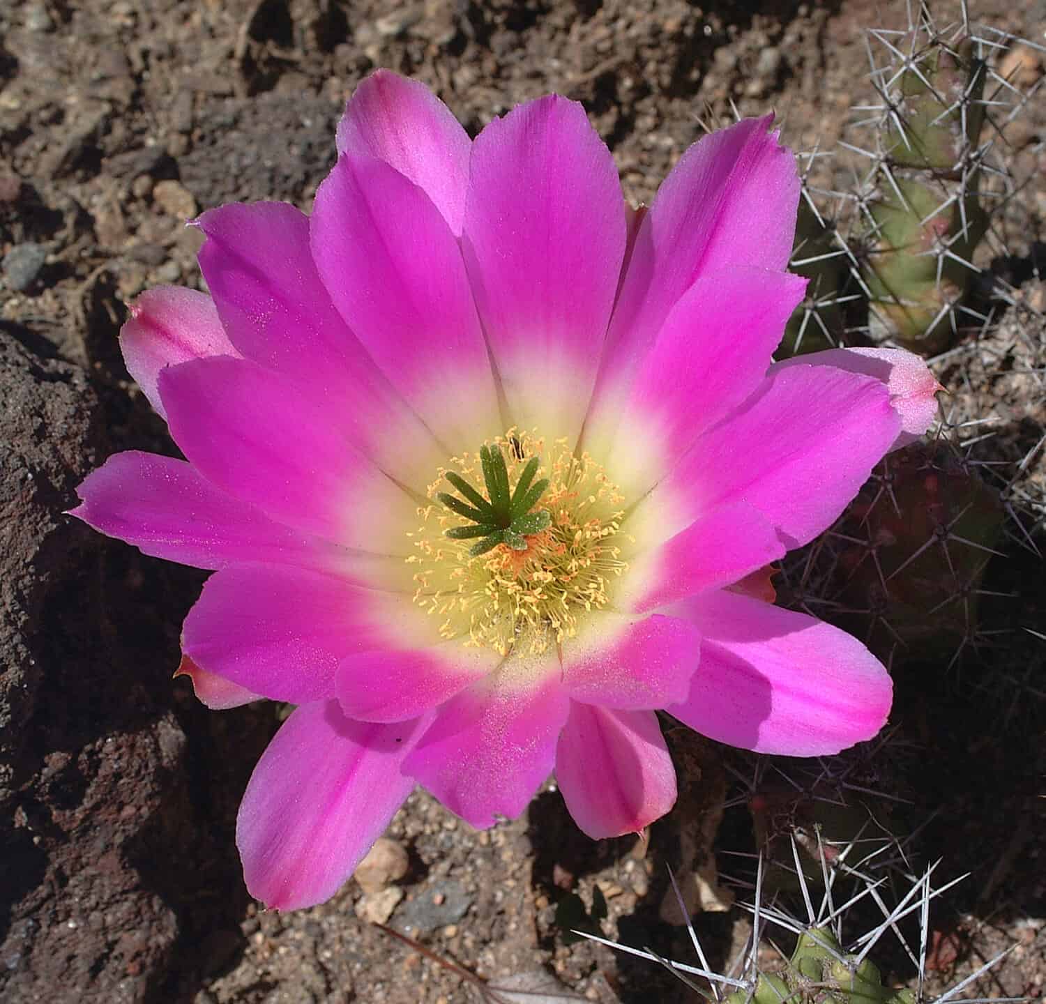 echinocereus enneacanthus