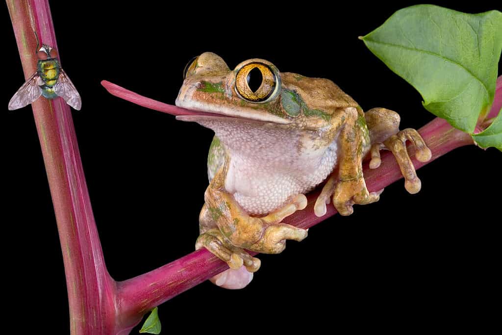 A big-eyed tree frog is trying to catch a fly with his tongue.