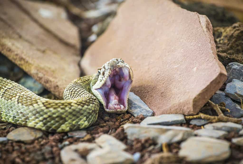 A rattlesnake (Crotalus oreganus) ready to bite / attack, showing his snake's fangs