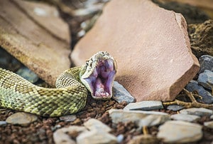 Top 6 Most Common Snake Bites in Mississippi for 2023 Picture