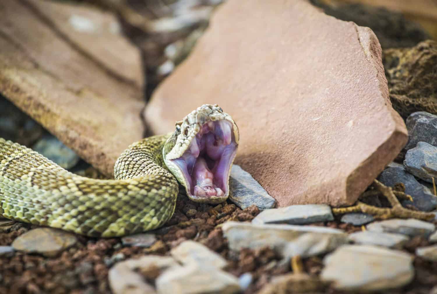 A rattlesnake (Crotalus oreganus) ready to bite / attack, showing his snake's fangs