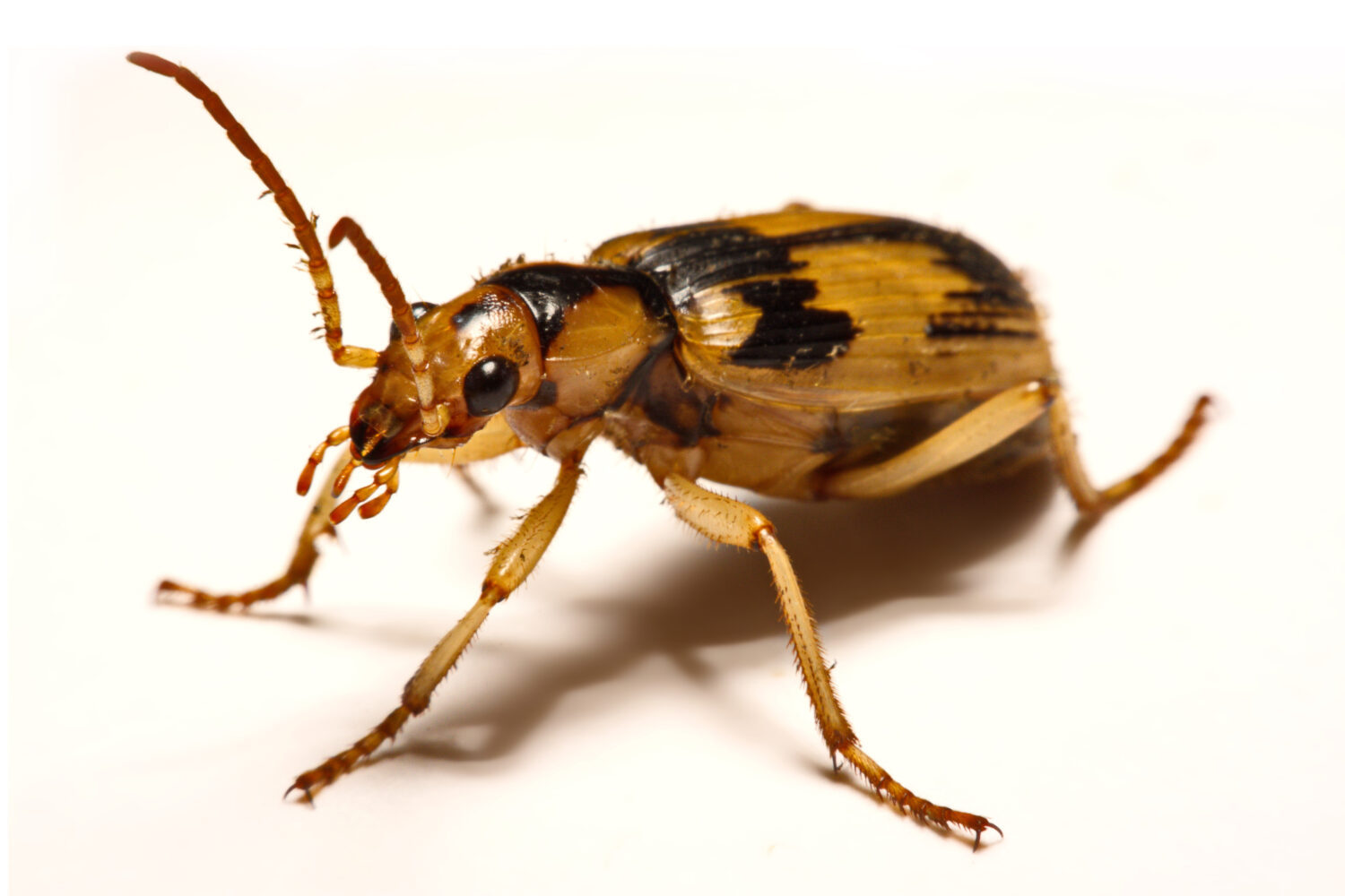 Bombardier beetles on a smooth background