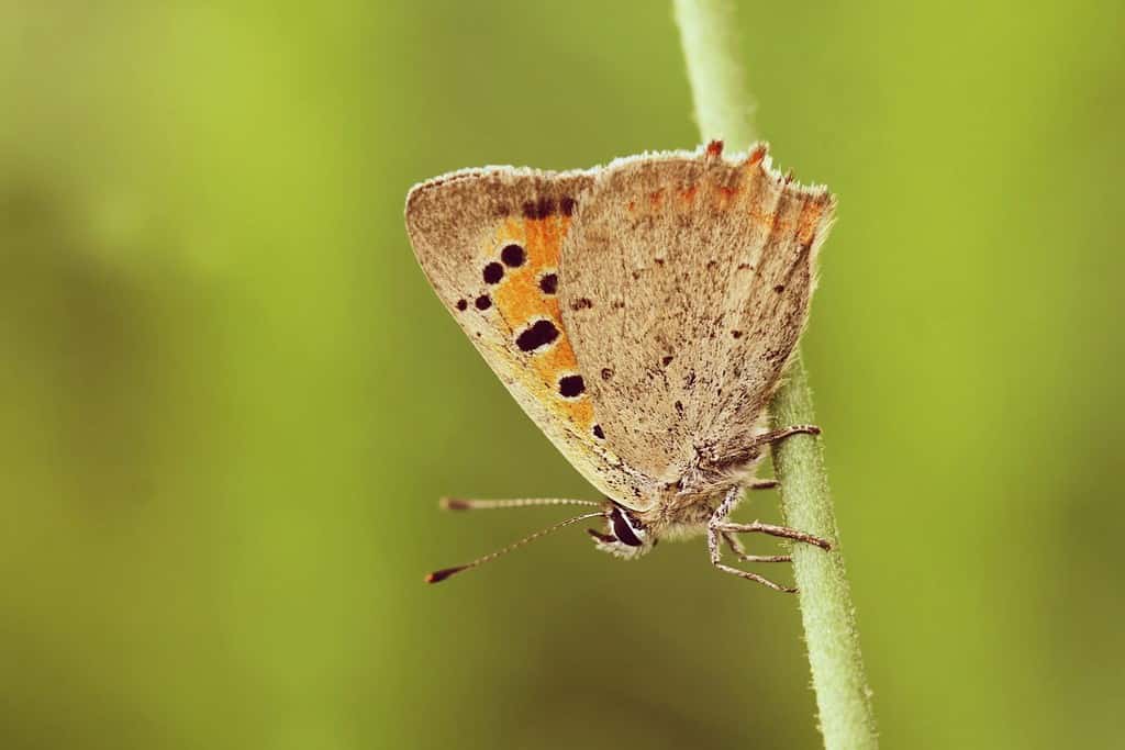 Butterfly small copper sitting on the blade. American copper. Common copper. Butterfly with green background. Lycaena phlaeas.