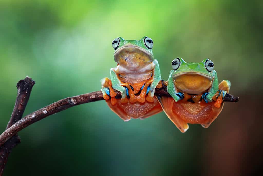 Tree frog on branch, Gliding frog (Rhacophorus reinwardtii) sitting on branch, Javan tree frog on green leaf, Indonesian tree frog,