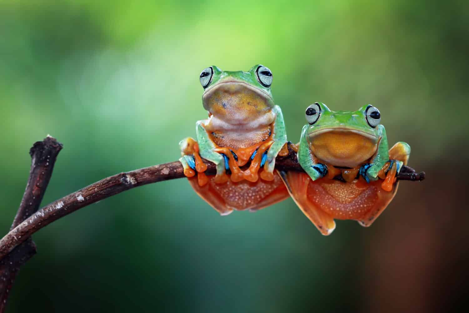 what-is-a-group-of-frogs-called-a-z-animals