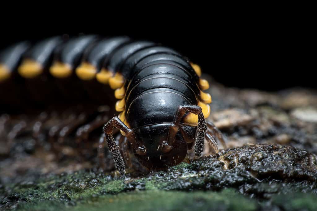 small nonpoisonous centipede-like reptile Walking for food.Animals with lots of legs.Animals with articulated trunk.The same animal as centipede.