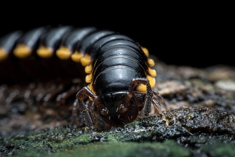 small nonpoisonous centipede-like reptile Walking for food.Animals with lots of legs.Animals with articulated trunk.The same animal as centipede.