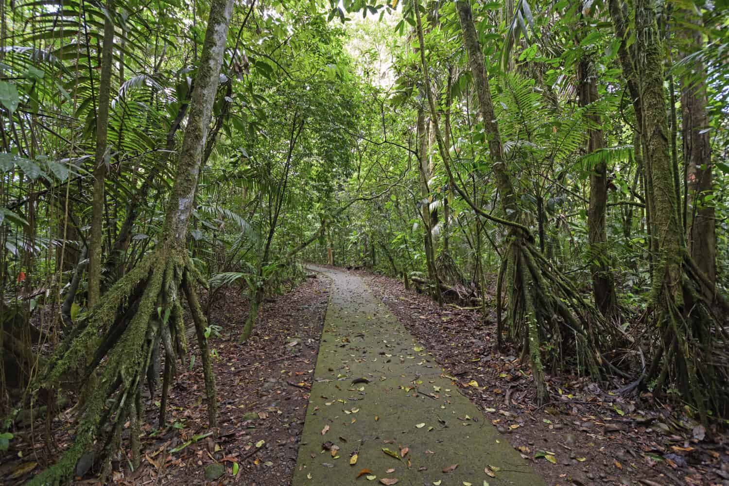 Walking Palms along a Rain Forest Path in La Selva Biological Station in Costa Rica