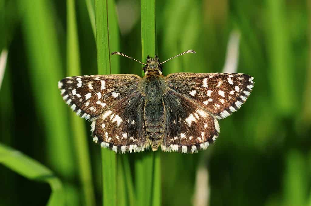 GRIZZLED SKIPPER (Pyrgus malvae)