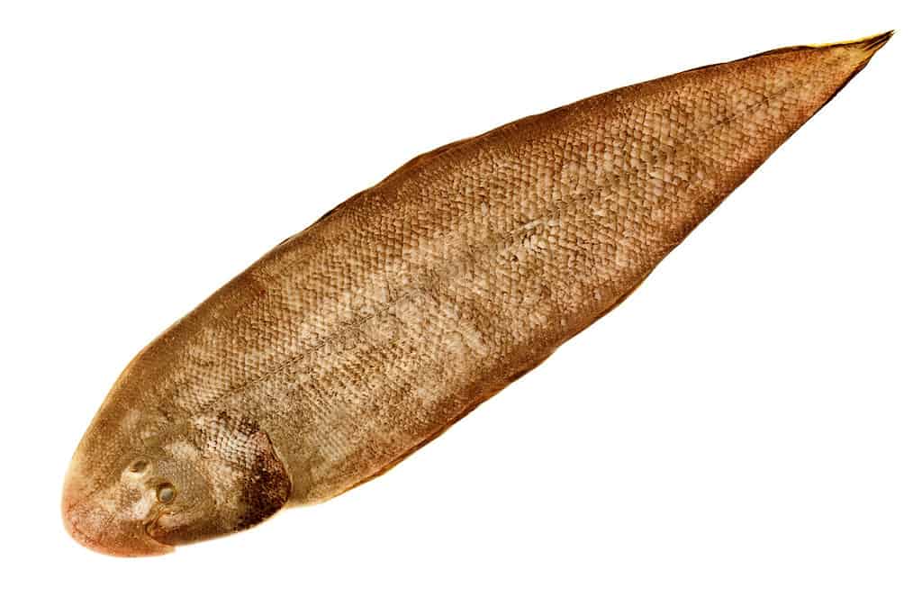 Two Lined Tongue Sole - Cynoglossus bitineatus (Lacepede, 1802)