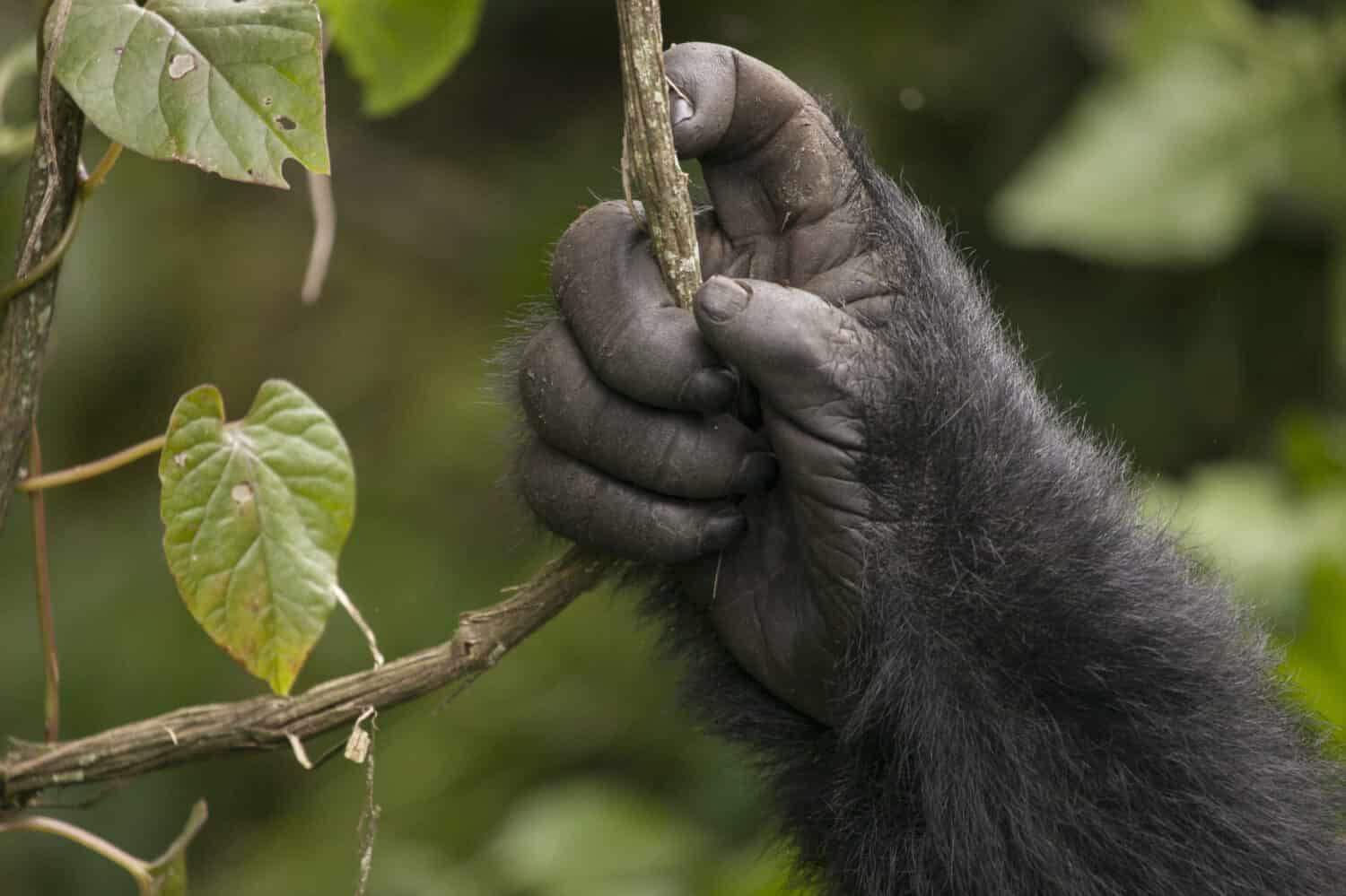 The hand of a Mountain gorilla in the jungles of Rwanda, Africa, holding a vine
