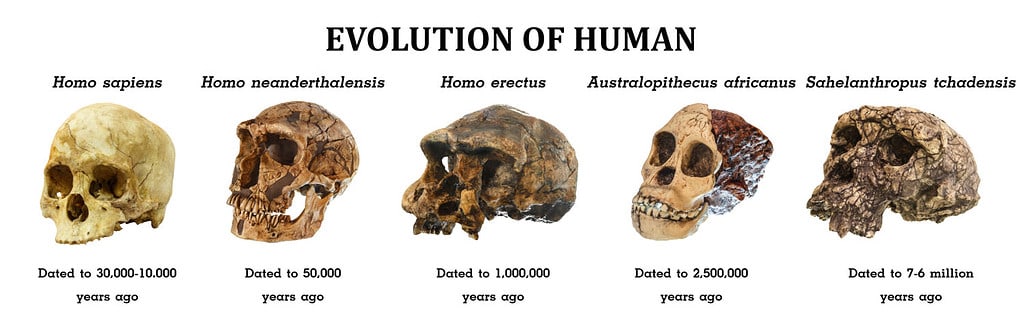 homo erectus skull vs homo sapien skull